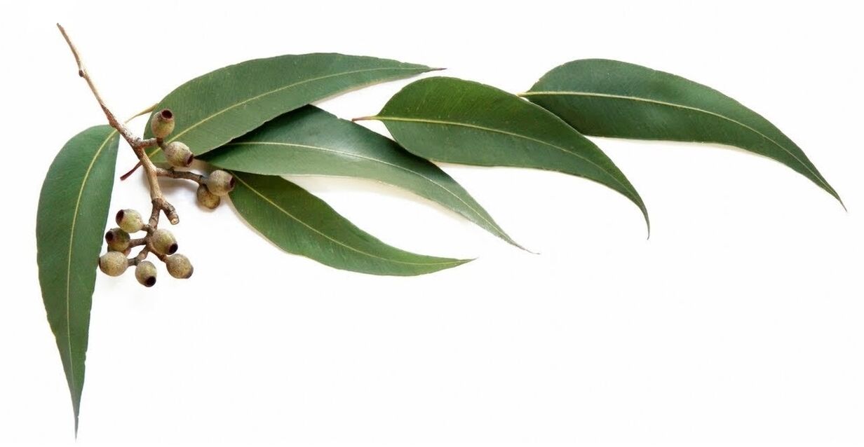 Hondrolife sadrži eterično ulje eukaliptusa