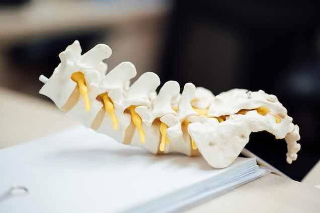 Anatomski model ljudske kralježnice